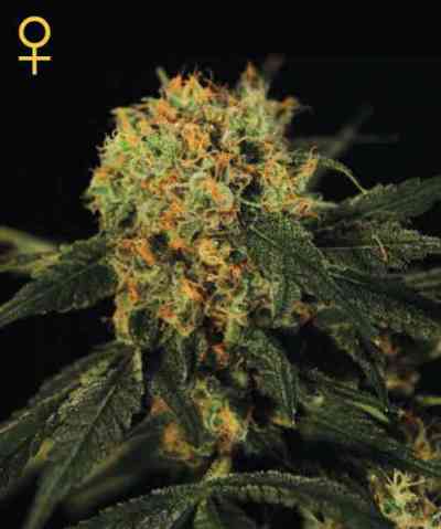 AMS > Green House Seed Company | Feminized Marijuana   |  hybrid